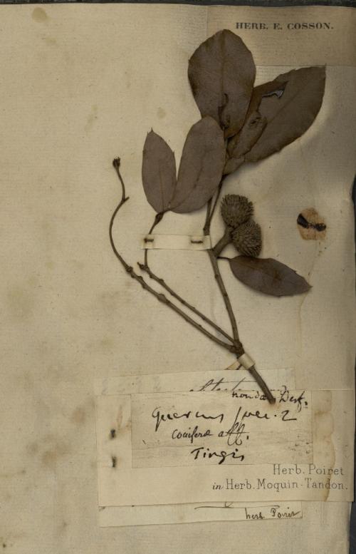 Quercus obtecta specimen