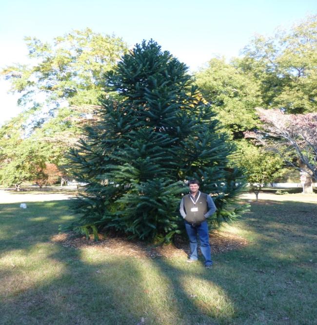 Araucaria angustifolia