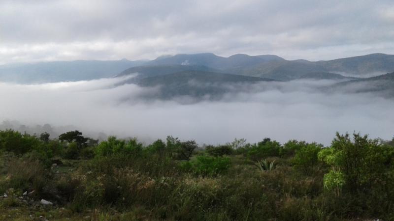 Oak Forest hidden in the clouds, San Luis Potosí, Mexico.