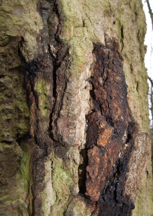 Close up of stem bleed caused by Acute Oak Decline