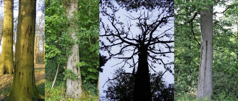 Acute Oak Decline bleeds and diebacks