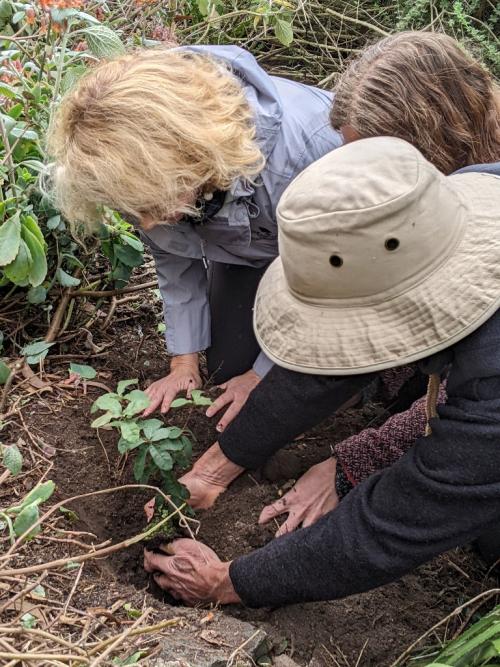 Planting Quercus engelmannii