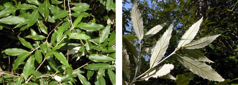 Quercus leucotrichophora leaves