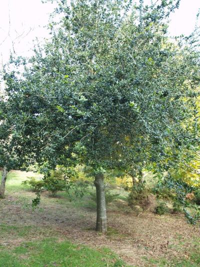 Q. agrifolia
