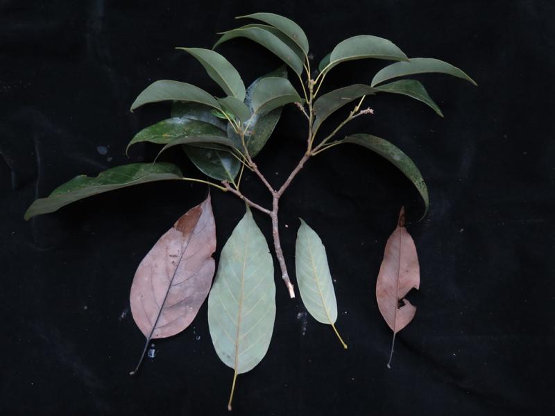 Quercus subsericea
