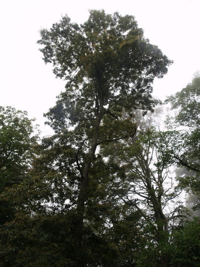 Q. xludoviciana