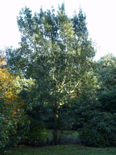 Quercus hispanica