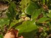 Quercus boyntonii acorns