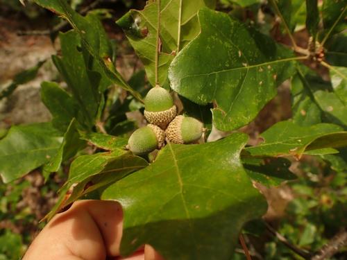 Quercus boyntonii
