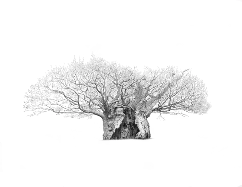 Queen Elizabeth Oak in Sussex, Mark Frith © RBG Kew, bequeathed by the Estate of Felix Dennis