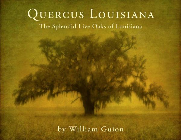 Quercus Louisiana