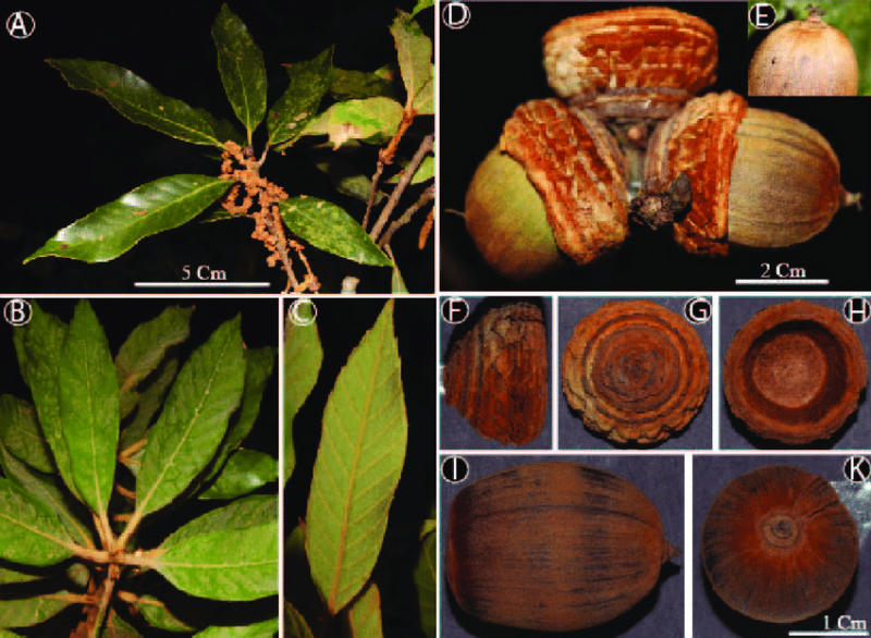Quercus constraensis