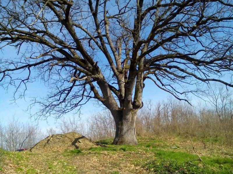 A sacred Quercus frainetto tree in winter 2016. Photo from Šušić et al. (2016)