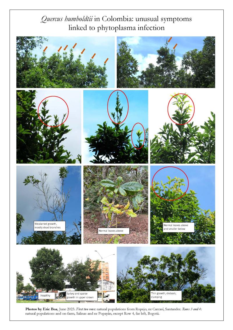 Phytoplasmas in Quercus humboldtii