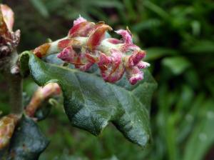 Quercus hypoxantha