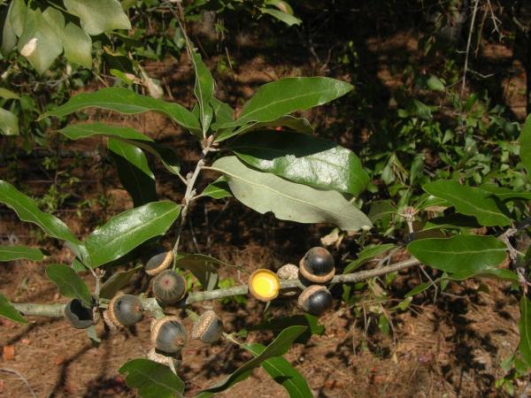 Quercus incana
