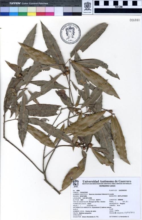 Quercus nixoniana herbarium Universidad Autonoma de Guerrero