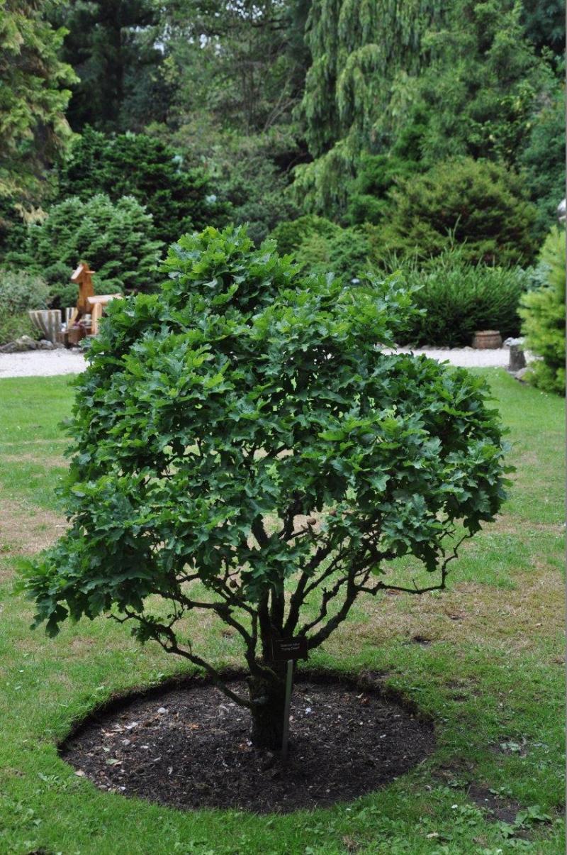 Quercus robur Tromp Dwarf