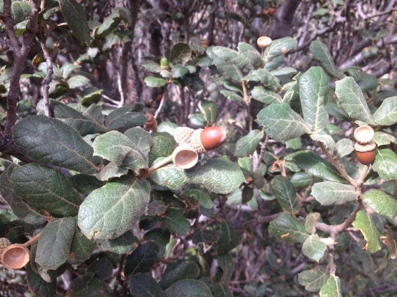 Quercus rugosa