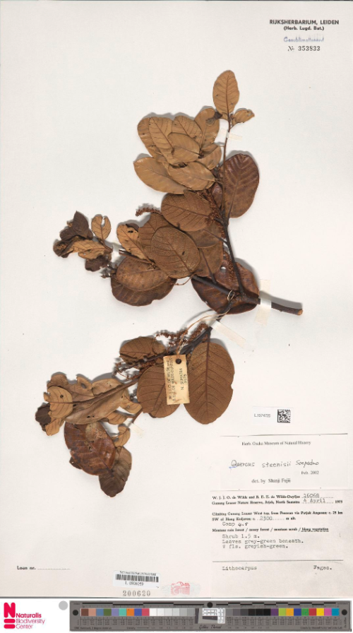 Quercus steenisii