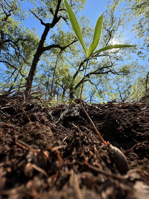 Seedling of Quercus tuitensis,  a threatened species, focus of a conservation project funded by IOS, here growing in situ in the Serranías Meridionales of  Jalisco, Sierra Madre del Sur © Cristóbal Sanchez