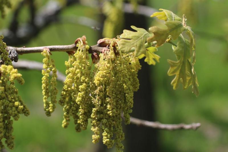 Quercus xfernowii