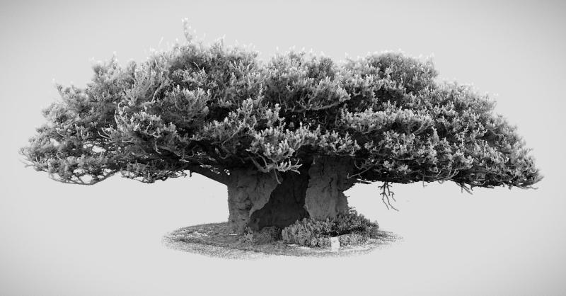 Queen Elizabeth Oak at Cowdray Park