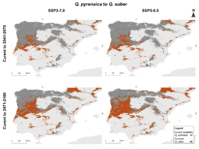 Figure 8 from Pasos et al. (2026) showing turnover from Quercus pyrenaica’s current suitable area to Q. suber under two climate scenarios (SSP3-7.0 and SSP5-8.5) and two time frames (2041–2070 and 2071–2100)