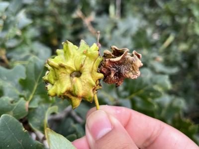knopper gall