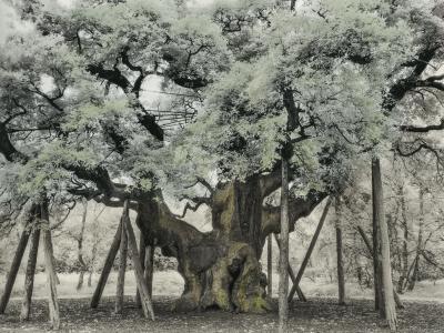 The Major Oak by Beth Moon The Major Oak by Beth Moon