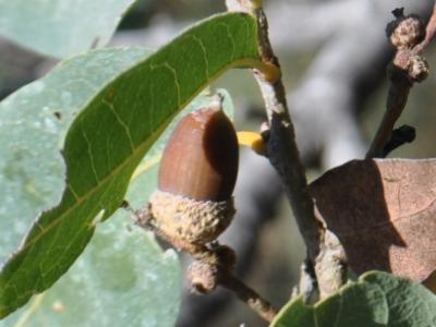 Quercus engelmannii