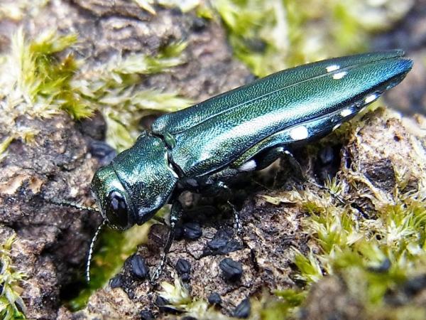 Agrilus biguttatus, commonly known as the oak splendor beetle or the two-spotted borer