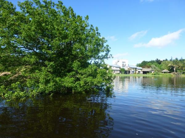 Quercus texana under water