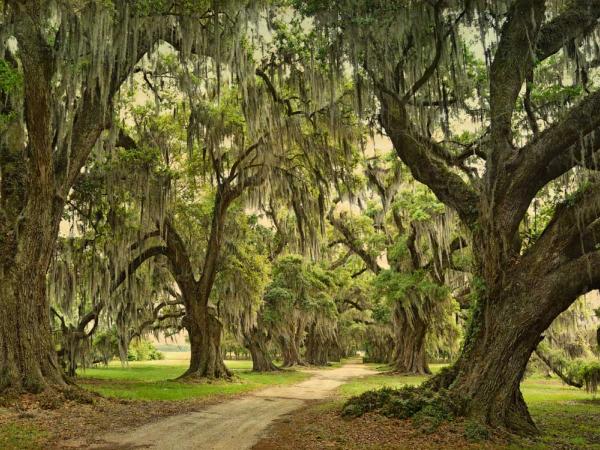 Quarters Oak Alley, Evergreen Plantation, Edgard, Louisiana by Wiliam Guion