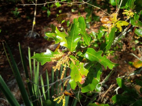 Florida oaks