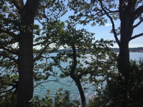 Garry oak along the waterfront of Oak Harbor