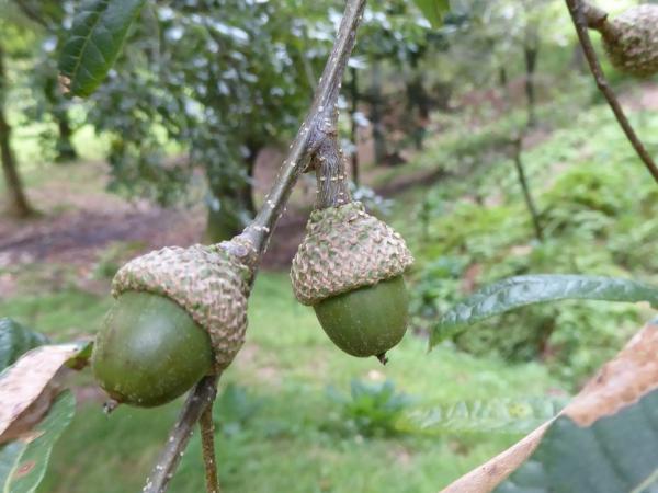 Quercus crassipes acorns with inrolled cupule margin