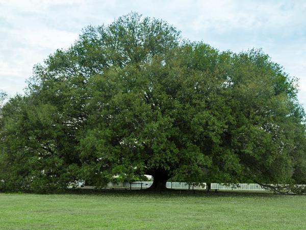 The Compton oak at Colonial Williamsburg