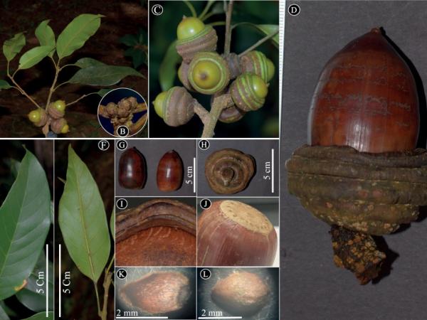 Quercus mangdenensis images