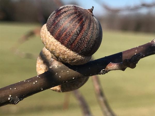 Quercus texana New Madrid acorn