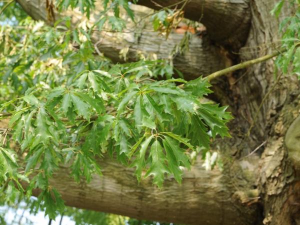  Quercus-x-heterophylla_6-Andreas Gomolka