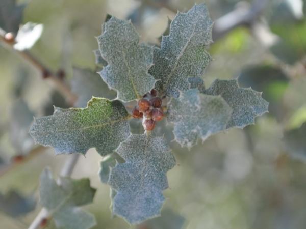 quercus_berberidifolia_600x450.jpg