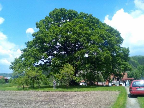 Quercus cerris champion tree in spring 2016. Photo from Šušić et al. (2016) 