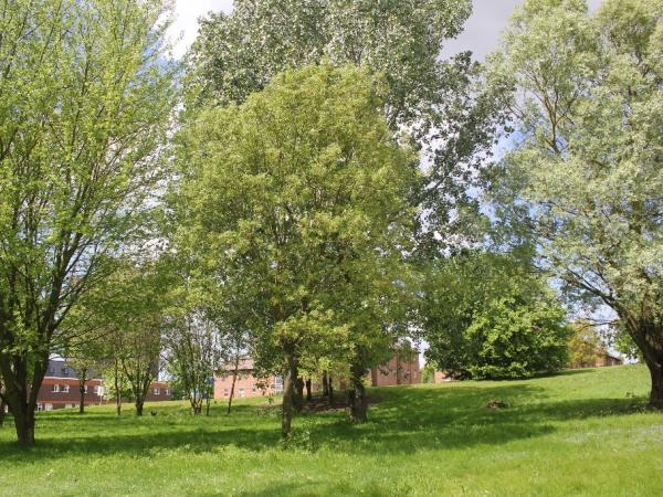 quercus_faginea_19.jpg