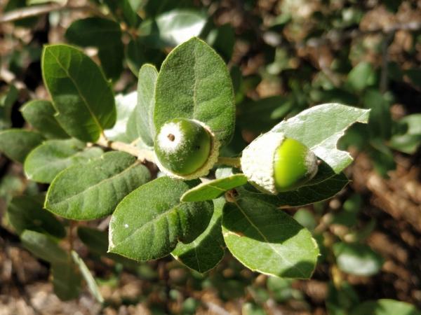 Quercus grisea - Greenlee County, AZ