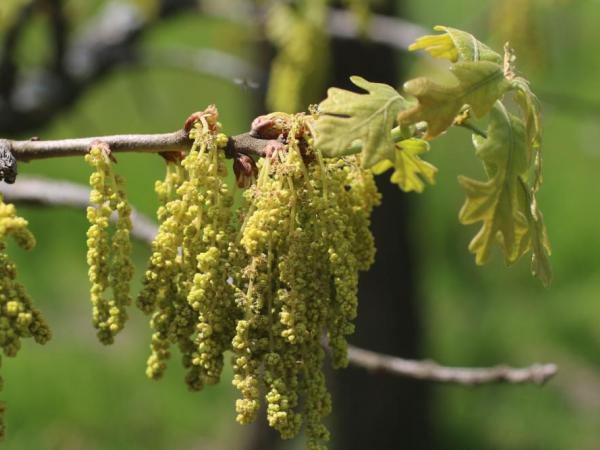 Quercus ×fernowii by Andrew Hipp