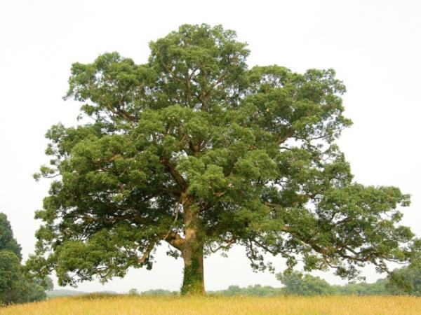 white_oak_1_of_1.jpg