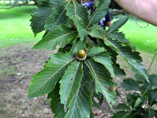 Quercus crispula, 1981-10980