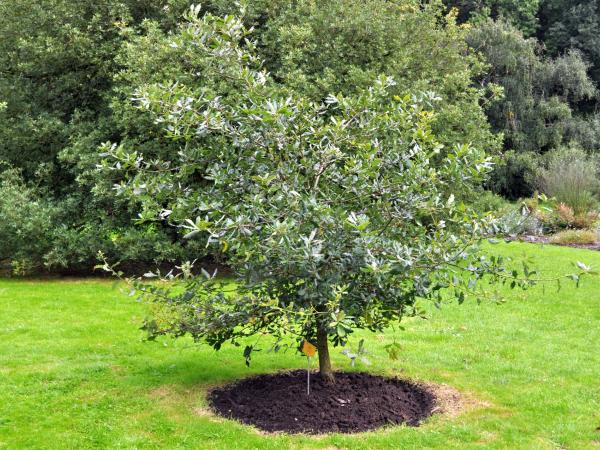 Quercus faginea, 2005.0069-72