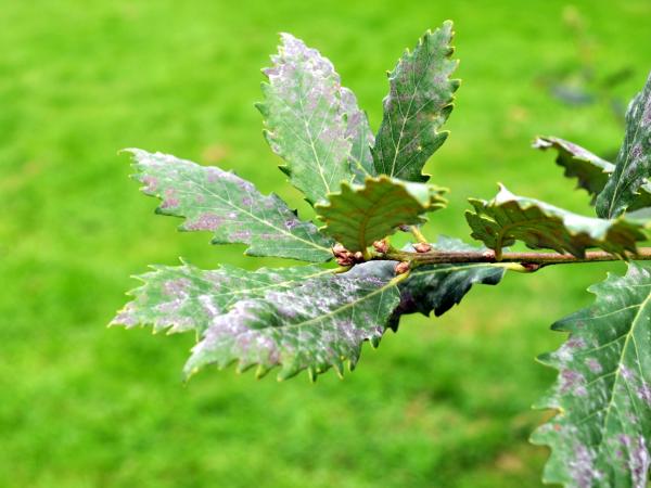Quercus faginea, 2005.0069-72